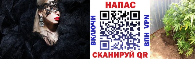 Купить  Ельня  МАРИХУАНА планчик 